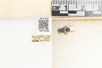 Media type: image;   Entomology 773298 Aspect: Labels